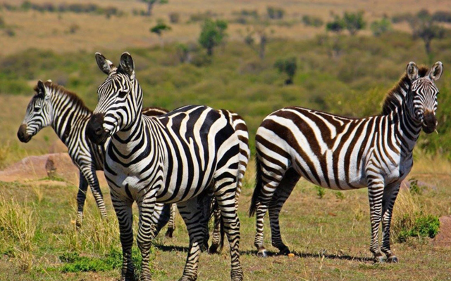 4days-kenya-safari