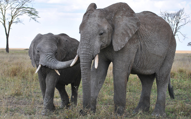 4days-kenya-safaris
