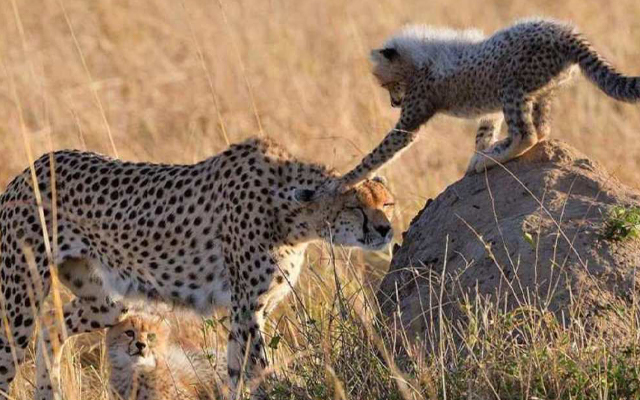 5days-kenya-safari