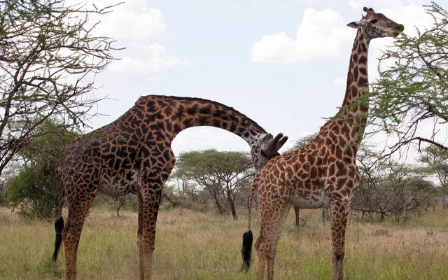 6days-safaris
